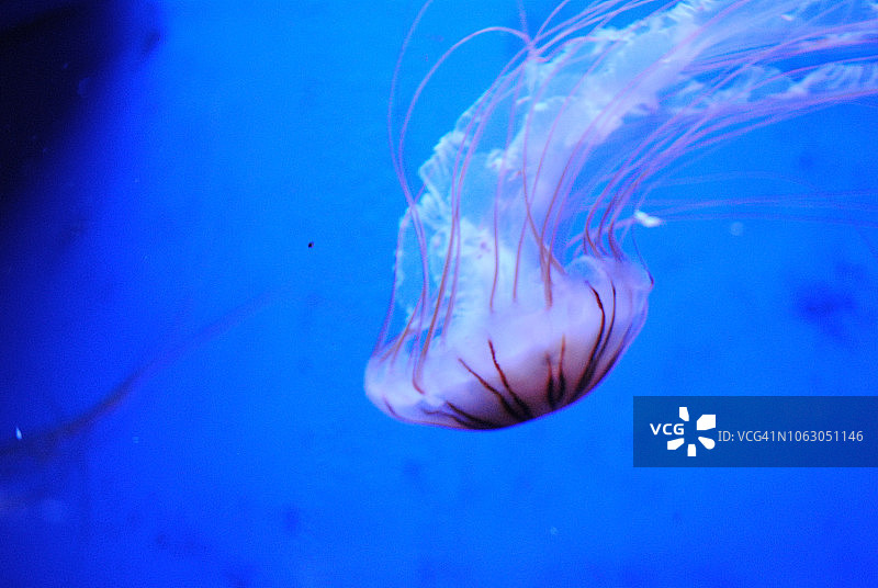 水母世界/水族馆图片素材