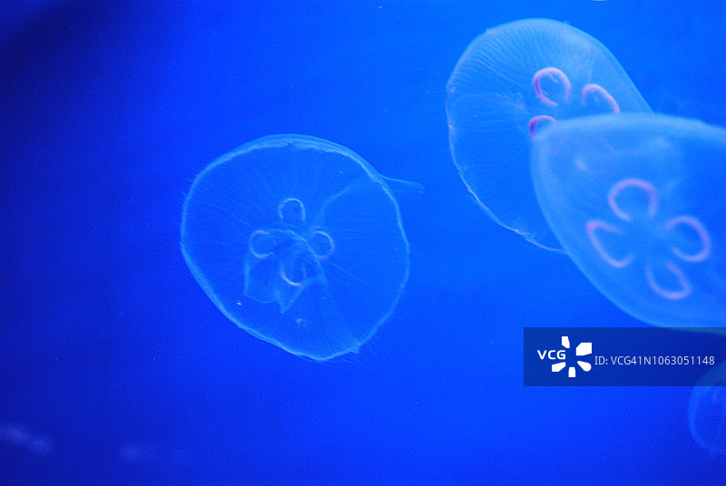 水母世界/水族馆图片素材