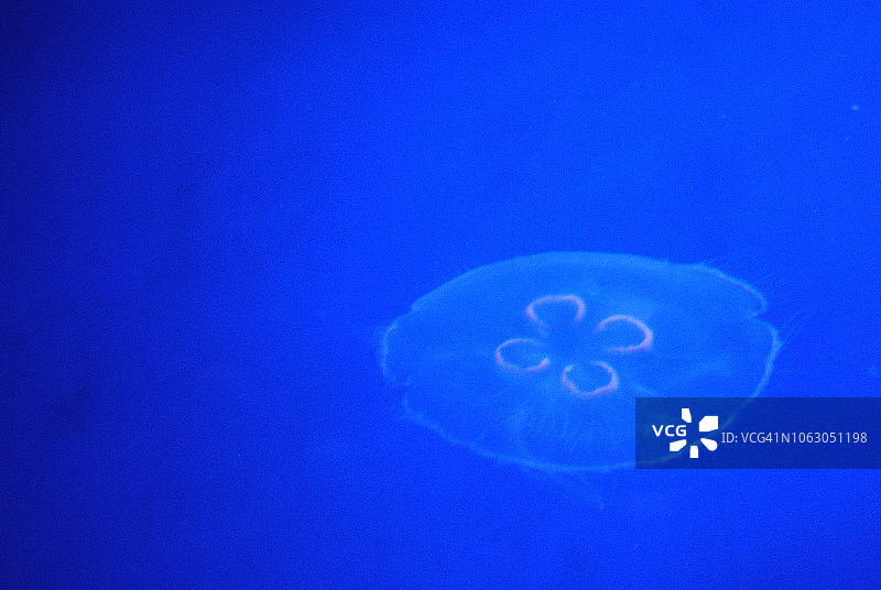 水母世界/水族馆图片素材