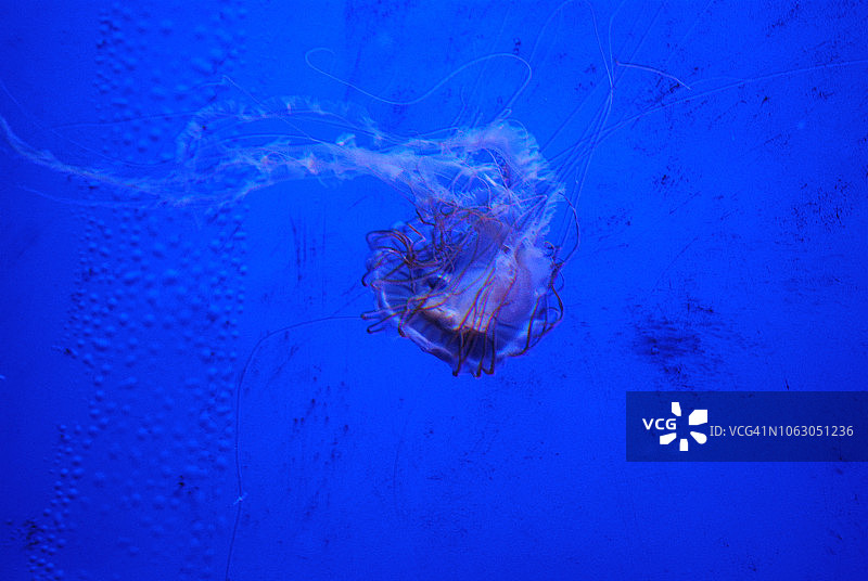 水母世界/水族馆图片素材