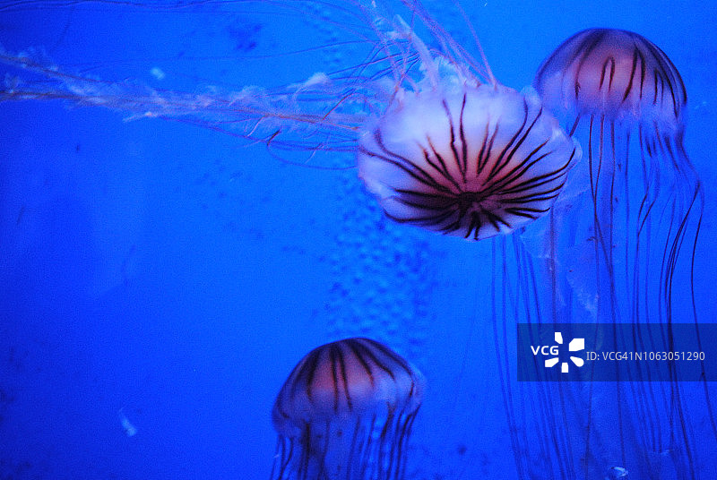 水母世界/水族馆图片素材