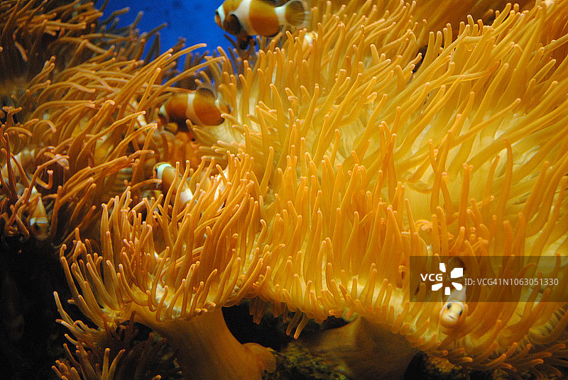 水母世界/水族馆图片素材