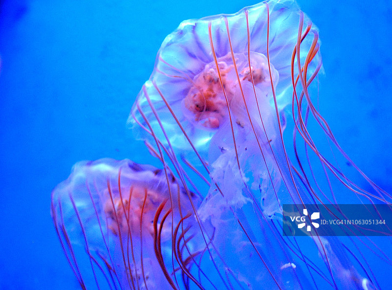 水母世界/水族馆图片素材