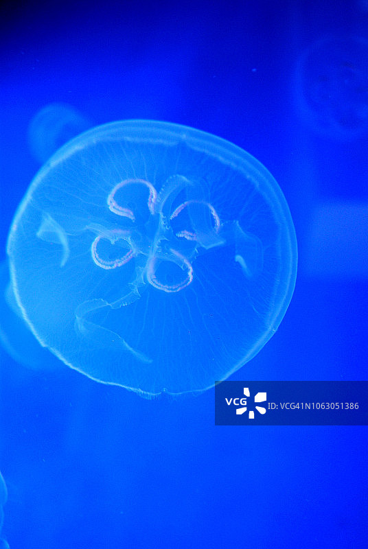 水母世界/水族馆图片素材