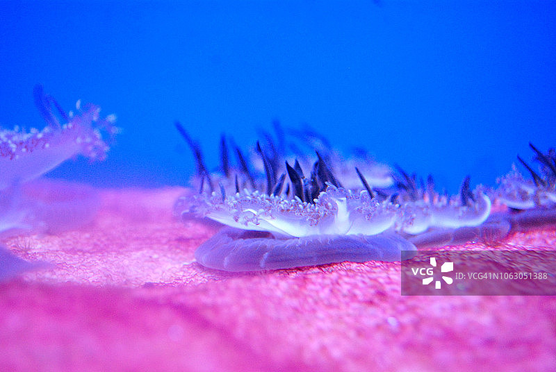 水母世界/水族馆图片素材