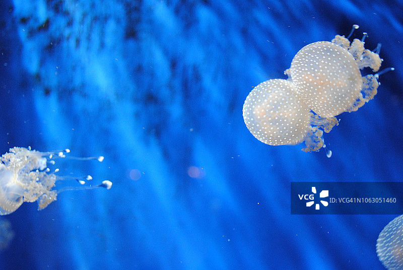 水母世界/水族馆图片素材