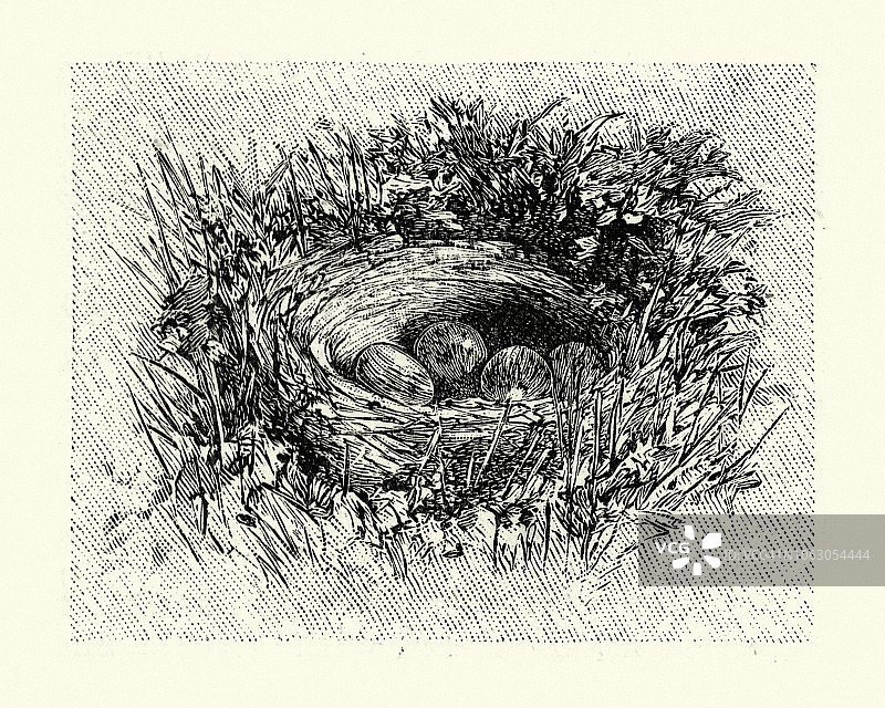 云雀鸟巢和鸟蛋图片素材