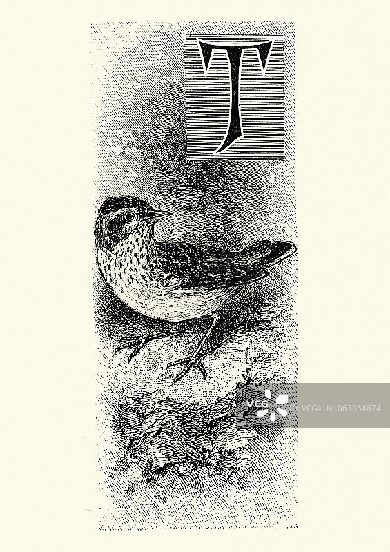 云雀的木刻图片素材