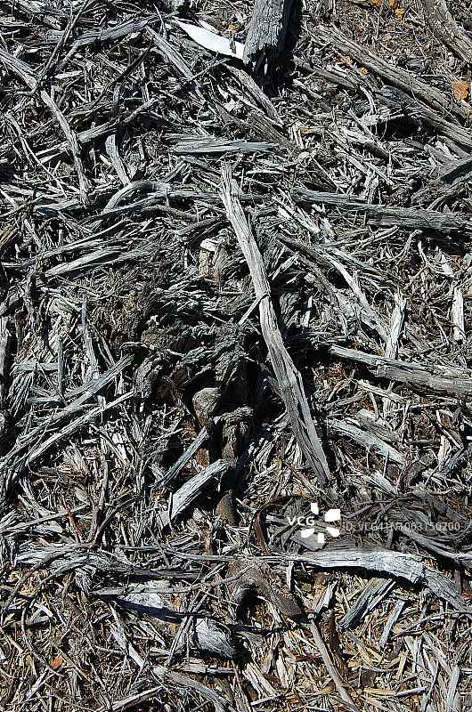 澳大利亚首都领地马朱拉山上死树的枯枝、树枝和树皮图片素材