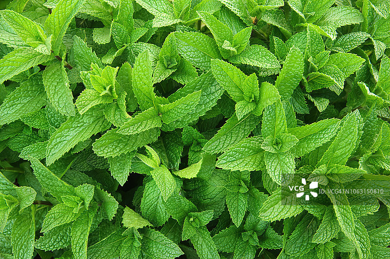 香草园中生长的薄荷图片素材