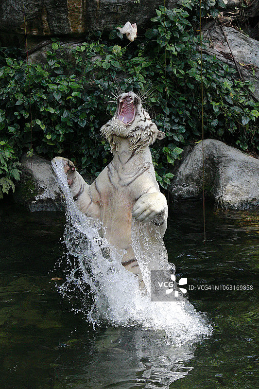 跳跃的白色老虎图片素材