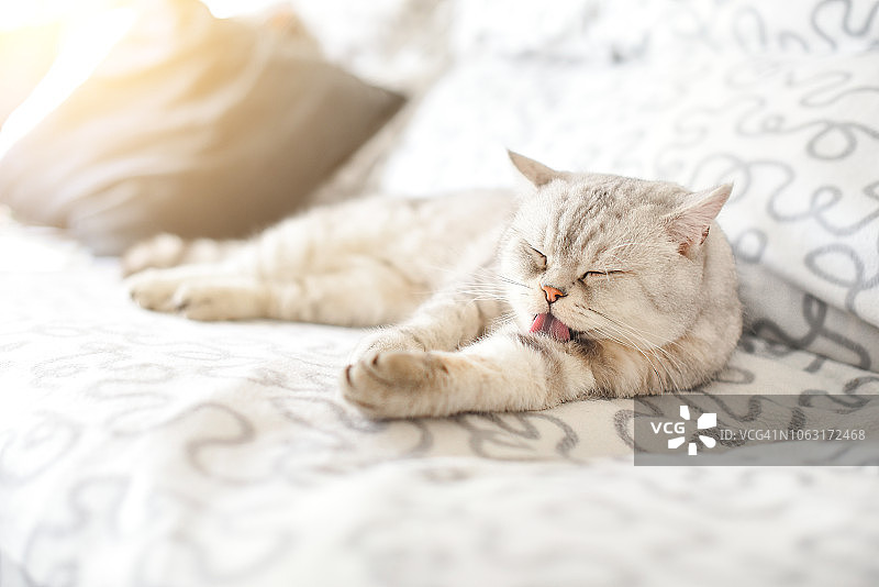 猫咪清理沙发上的毛发图片素材