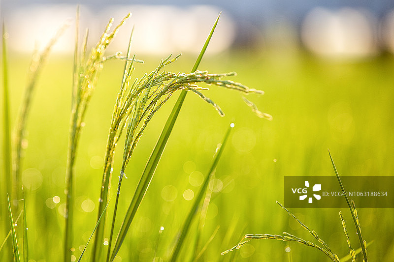 泰国绿色稻田图片素材