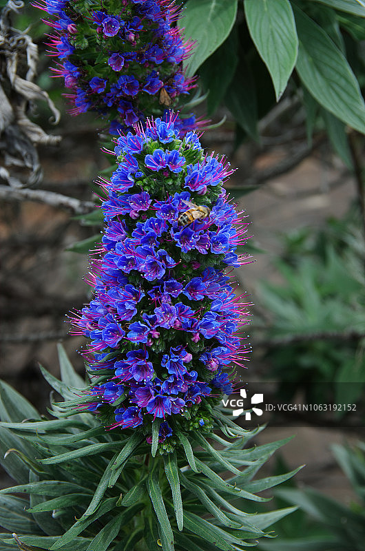 蓝蓟或欧州蓝蓟图片素材