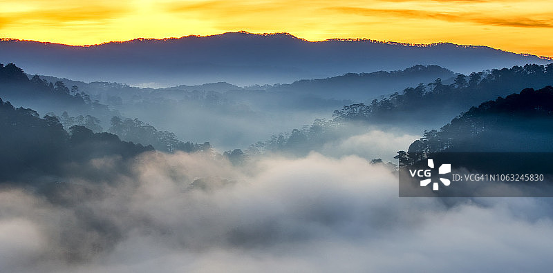 清晨，云朵穿梭于松树林间图片素材