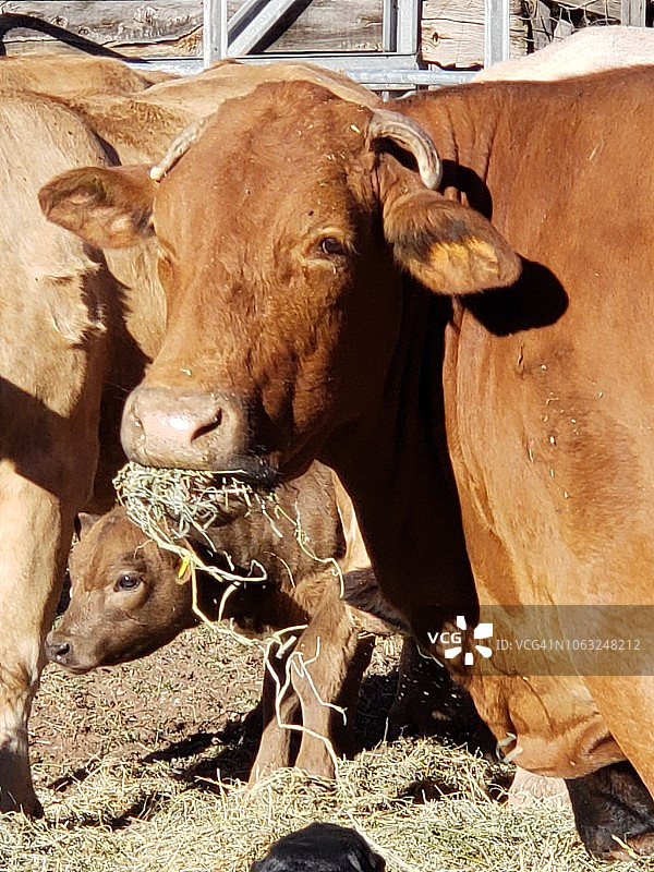 犹他州格拉夫顿吃干草的牛图片素材