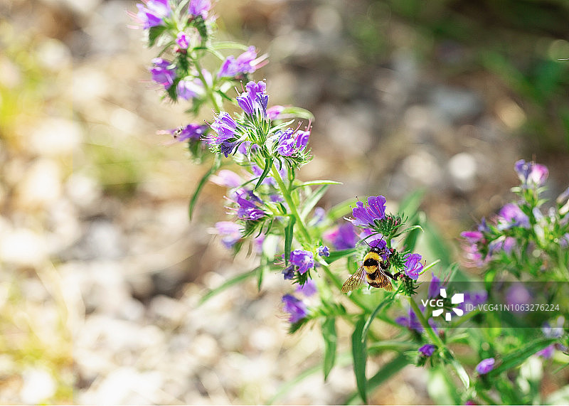 夏日花园里花朵上的熊蜂图片素材