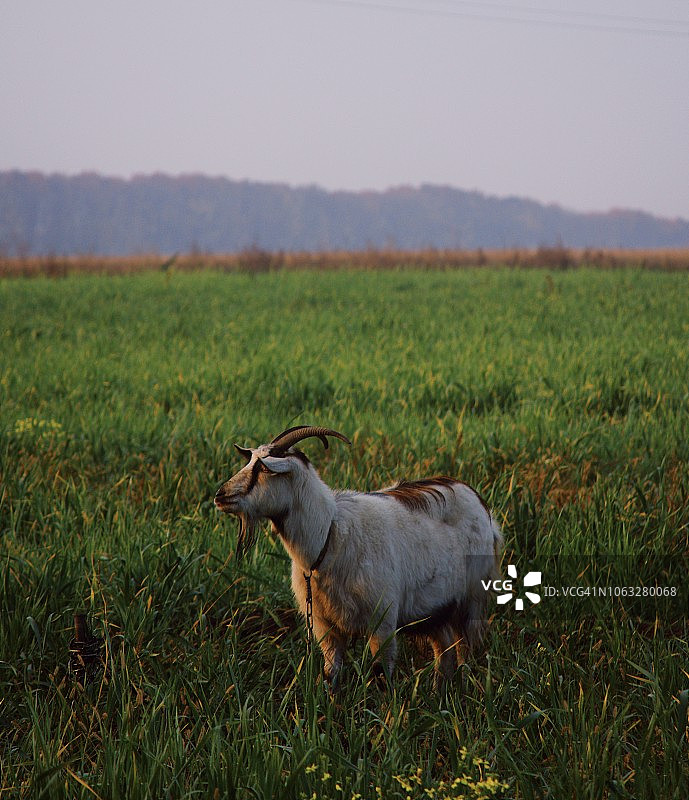 绿色田野背景下的山羊图片素材