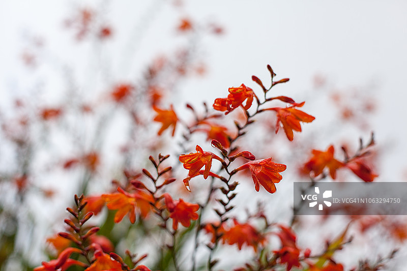 德文郡路边的野花图片素材