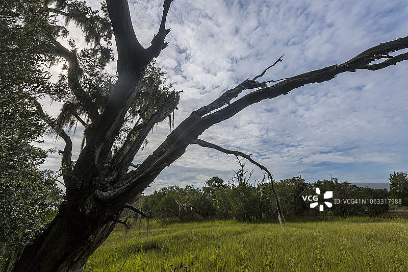 美国南卡罗来纳州瓦德马拉岛图片素材