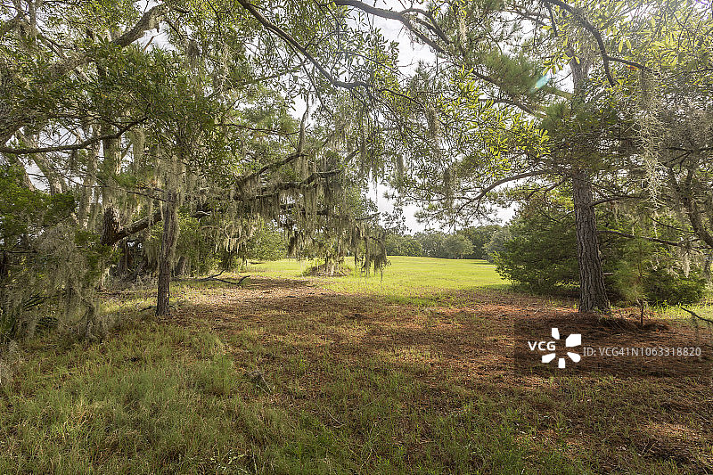 美国南卡罗来纳州瓦德马拉岛图片素材