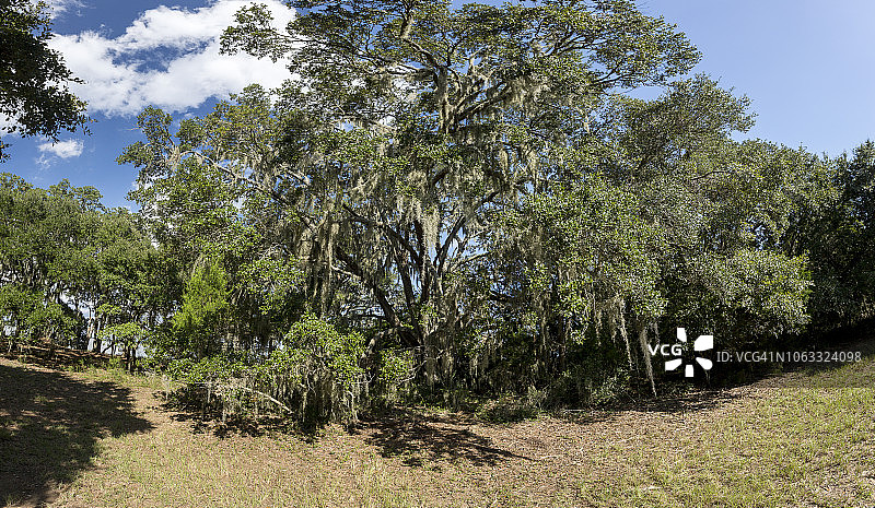 美国南卡罗来纳州瓦德马拉岛图片素材