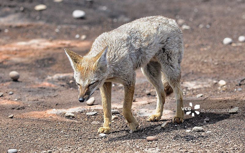 灰狐，位于福克兰群岛的韦德尔岛图片素材