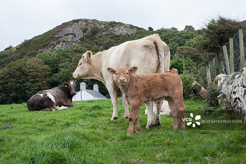 威尔士农场图片素材