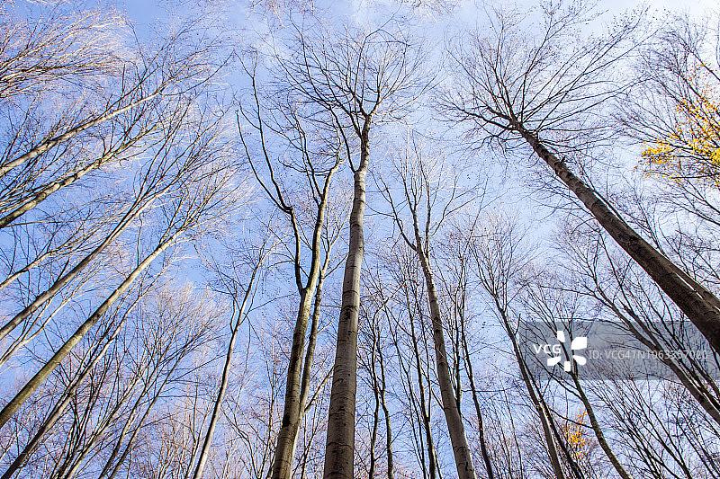 仰望秋天的树木和晴朗的蓝天图片素材