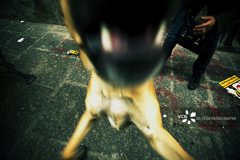 狗叫的嘴部细节图片素材