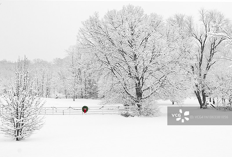冬季雪地乡村栅栏和树上的圣诞树图片素材