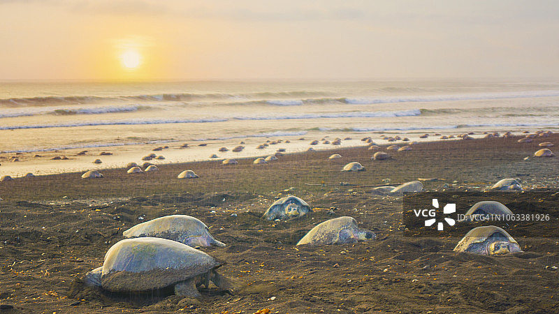 日落时在哥斯达黎加海滩上筑巢的丽龟图片素材