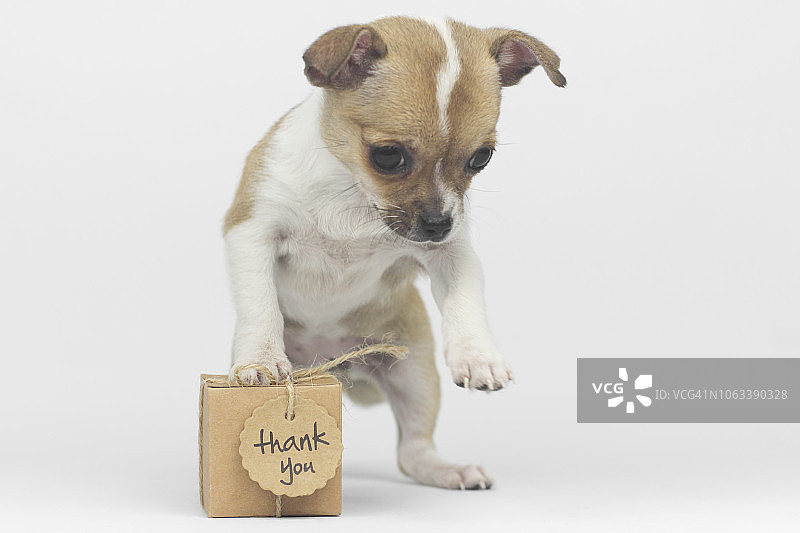 拿着礼物的小狗图片素材