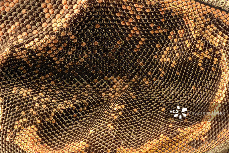 苍蝇头部复眼放大特写图片素材