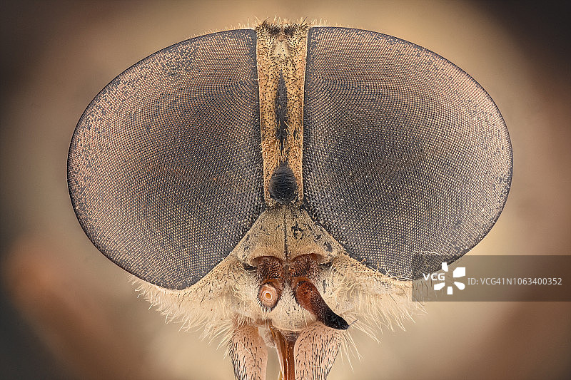 苍蝇头部复眼放大特写图片素材