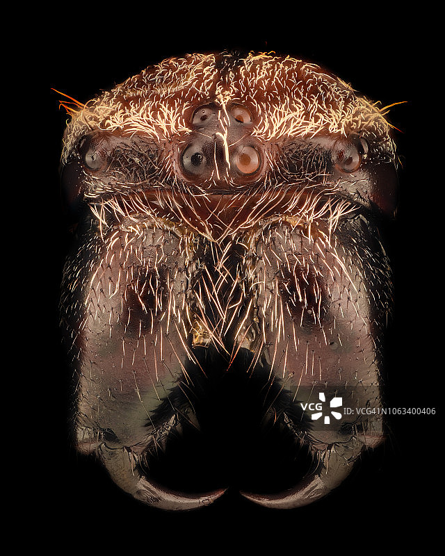 极端放大：欧洲园蛛图片素材