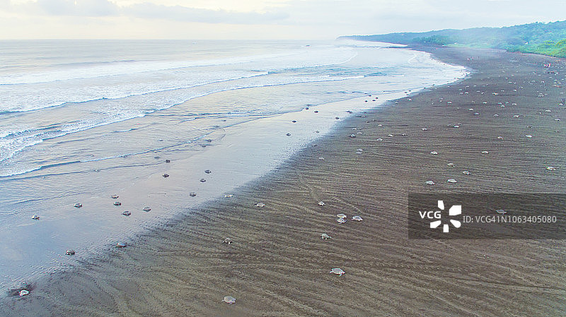 哥斯达黎加海滩：丽龟从海洋爬出产卵图片素材