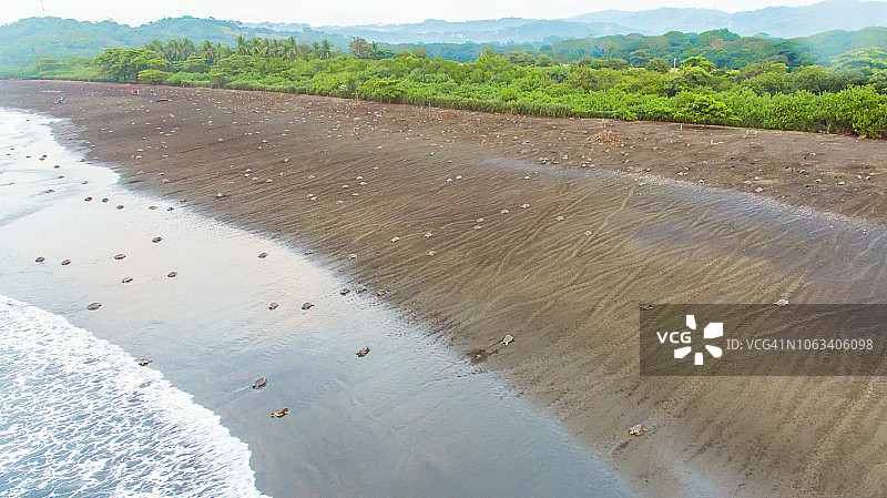 哥斯达黎加海滩：丽龟从海洋爬出产卵图片素材