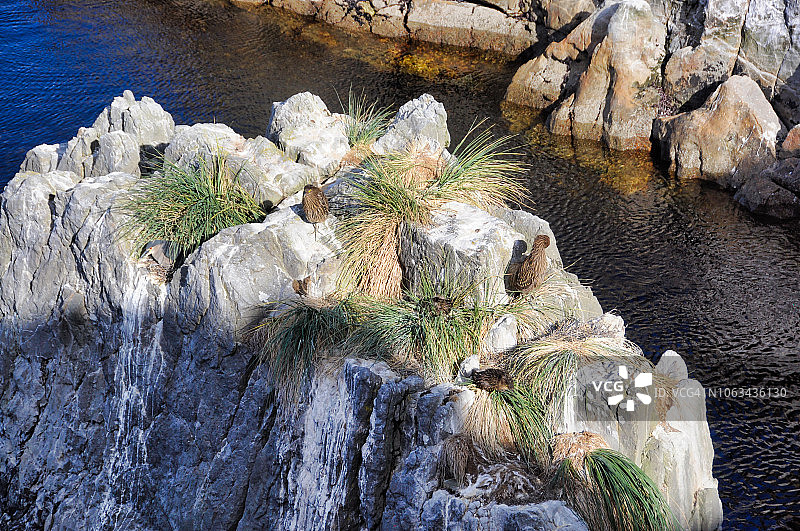 幼年黑顶夜鹭，栖息于福克兰群岛岩石露头上图片素材