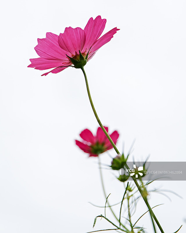 宇宙的花图片素材