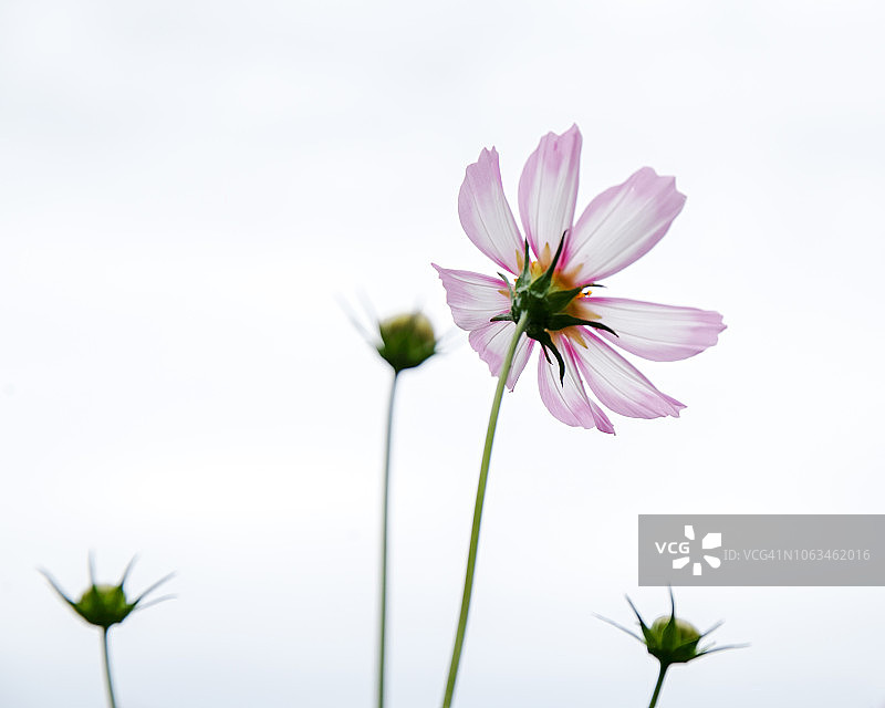 宇宙的花图片素材