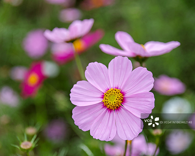宇宙的花图片素材
