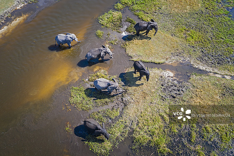 博茨瓦纳奥卡万戈三角洲大象航拍图片素材