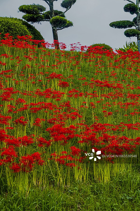 遍地盛开的红色彼岸花图片素材