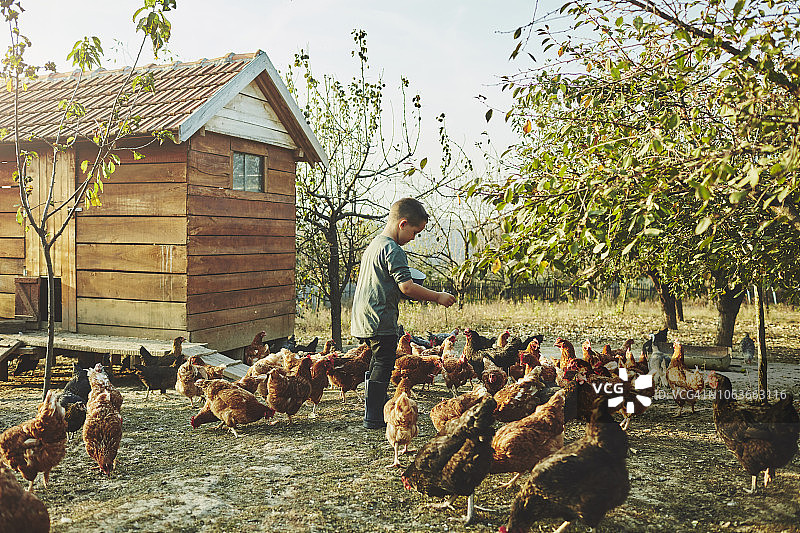 散养鸡场图片素材