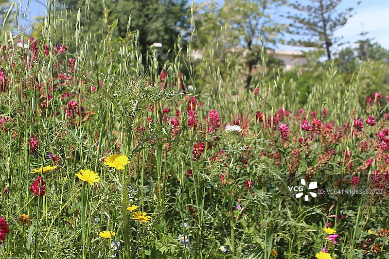 西西里岛斯科佩洛的春季鲜花图片素材