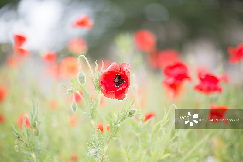 澳大利亚阵亡将士纪念日的罂粟花图片素材