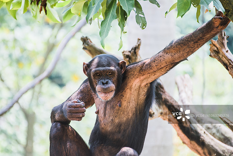 雌性黑猩猩图片素材