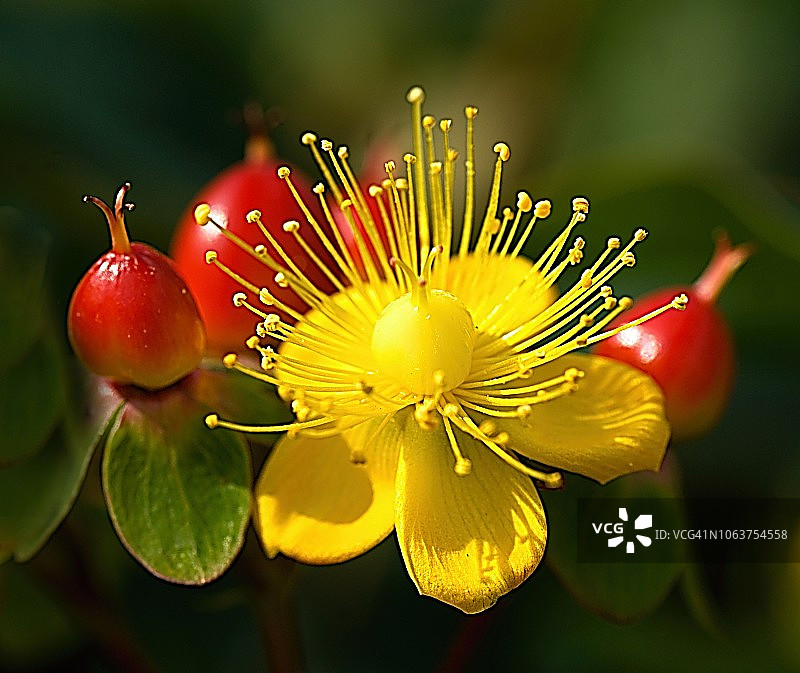 Hypericum androsaemum图片素材