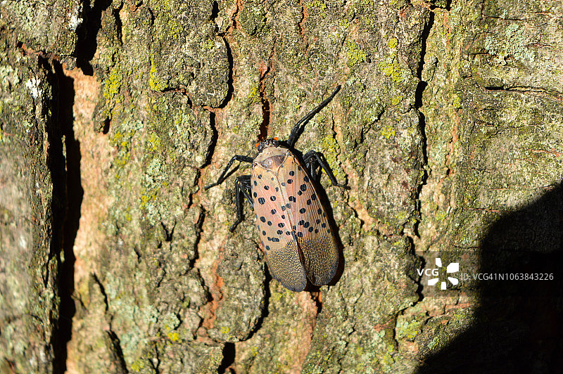 树干上的飞虱图片素材